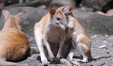 BT-Wallaby-net