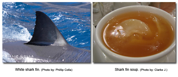 Web-shark